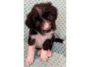 Border Collie Puppy for sale in Soldotna, AK, USA