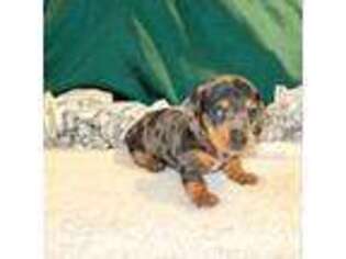 Dachshund Puppy for sale in Austin, TX, USA