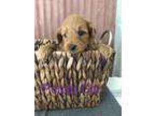 Goldendoodle Puppy for sale in Albia, IA, USA