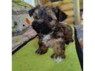 Yorkshire Terrier Puppy for sale in Cedar Valley, UT, USA