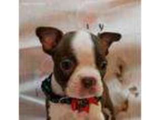Boston Terrier Puppy for sale in Noel, MO, USA