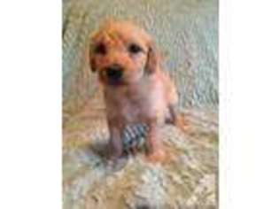 Goldendoodle Puppy for sale in GREENCASTLE, IN, USA