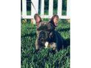 French Bulldog Puppy for sale in Pittsburg, KS, USA