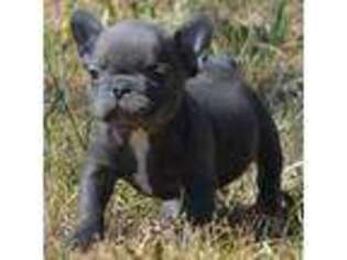 French Bulldog Puppy for sale in Longmont, CO, USA
