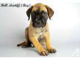 Bullmastiff Puppy for sale in NATIONAL CITY, CA, USA