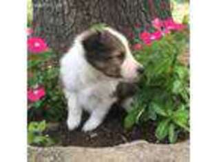 Shetland Sheepdog Puppy for sale in Fredericksburg, TX, USA