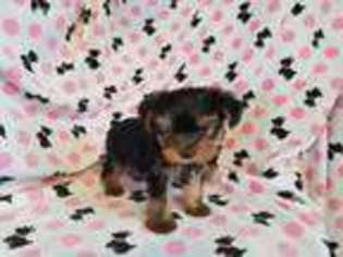 Yorkshire Terrier Puppy for sale in Middlebury, IN, USA