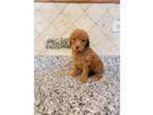 Mutt Puppy for sale in South Elgin, IL, USA