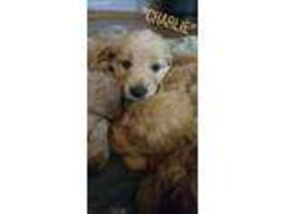 Goldendoodle Puppy for sale in Vassar, MI, USA
