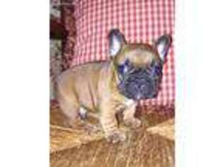 French Bulldog Puppy for sale in Petersburg, WV, USA