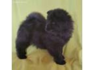 Chow Chow Puppy for sale in Great Falls, MT, USA