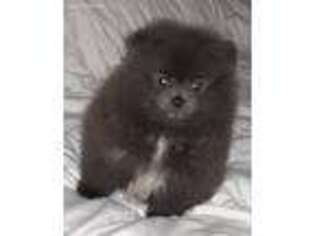 Pomeranian Puppy for sale in Kingman, AZ, USA