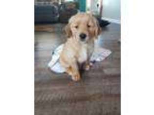 Golden Retriever Puppy for sale in Knoxville, TN, USA