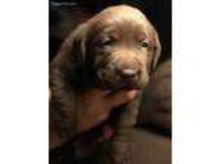 Labrador Retriever Puppy for sale in Norco, CA, USA