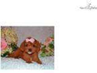 Cavalier King Charles Spaniel Puppy for sale in Fort Lauderdale, FL, USA