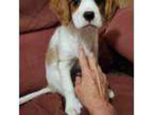 Cavalier King Charles Spaniel Puppy for sale in Athens, MI, USA
