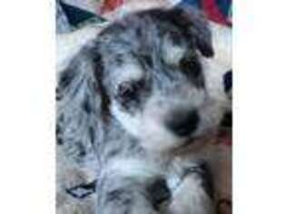 Schnoodle (Standard) Puppy for sale in Boise, ID, USA