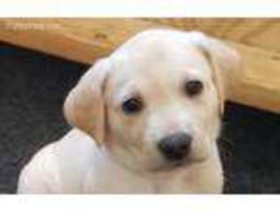 Labrador Retriever Puppy for sale in Alpharetta, GA, USA