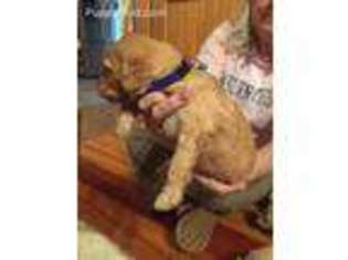 Labradoodle Puppy for sale in Opelika, AL, USA
