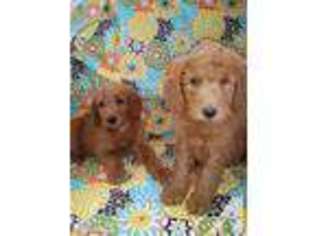 Goldendoodle Puppy for sale in SUN CITY, CA, USA