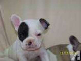 French Bulldog Puppy for sale in NEW MATAMORAS, OH, USA