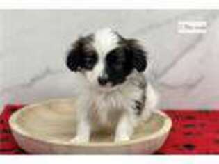 Papillon Puppy for sale in Fort Wayne, IN, USA