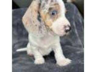 Dachshund Puppy for sale in Schaumburg, IL, USA