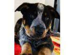 Australian Cattle Dog Puppy for sale in Lakewood, WA, USA