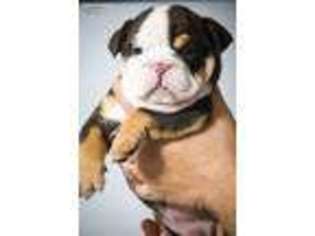 Bulldog Puppy for sale in New Oxford, PA, USA