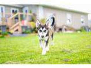 Siberian Husky Puppy for sale in Lucknow, Ontario, Canada