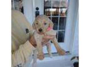 Goldendoodle Puppy for sale in Lake City, SC, USA