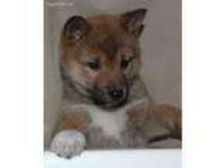 Shiba Inu Puppy for sale in Trego, WI, USA