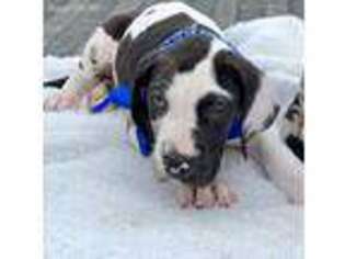Great Dane Puppy for sale in Natalia, TX, USA