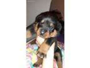 Rottweiler Puppy for sale in Binghamton, NY, USA