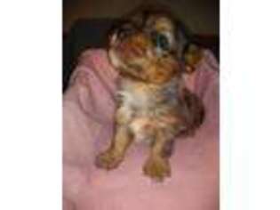 Yorkshire Terrier Puppy for sale in Wellsville, NY, USA