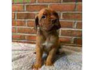American Bull Dogue De Bordeaux Puppy for sale in Clayton, OH, USA