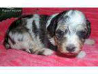 Mutt Puppy for sale in Lincoln, AL, USA