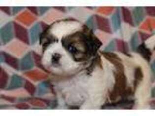 Mutt Puppy for sale in Chipley, FL, USA