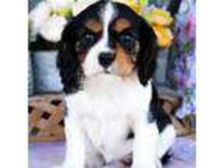 Cavalier King Charles Spaniel Puppy for sale in West Plains, MO, USA