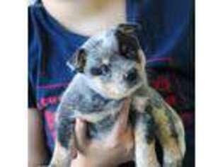 Australian Cattle Dog Puppy for sale in Johnstown, NY, USA