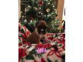 Boxer Puppy for sale in Westby, WI, USA