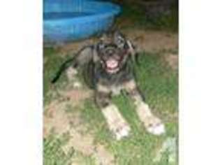 Irish Wolfhound Puppy for sale in GOSHEN, AR, USA