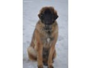 Leonberger Puppy for sale in Enosburg Falls, VT, USA