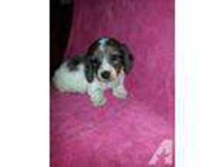 Dachshund Puppy for sale in JULIAN, PA, USA