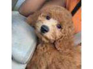 Goldendoodle Puppy for sale in Queens Village, NY, USA