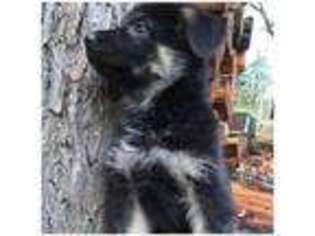 German Shepherd Dog Puppy for sale in Grass Lake, MI, USA