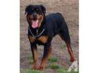 Rottweiler Puppy for sale in SALINAS, CA, USA