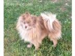 Pomeranian Puppy for sale in Tyler, TX, USA