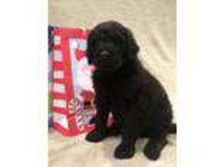 Goldendoodle Puppy for sale in Auburn, IN, USA