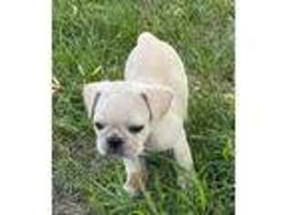 Frenchie Pug Puppy for sale in Willmar, MN, USA